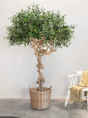 Natural Trunk (FR)