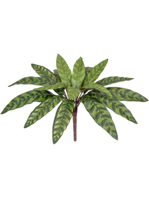 Bush (FR)