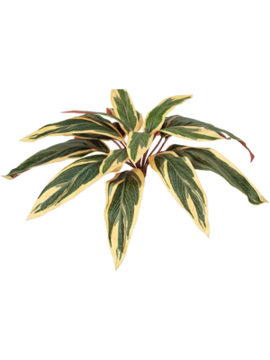 Bush (FR)
