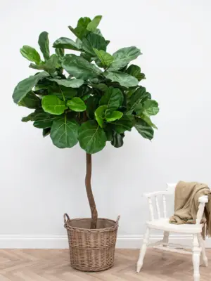 Tree Natural Trunk (FR)