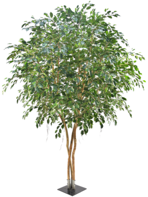 Branched (FR)