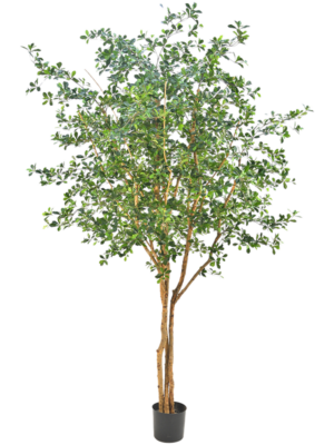 Branched (FR)