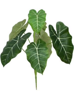 Bush (FR)