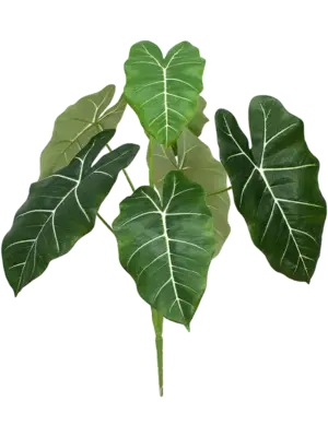 Bush (FR)