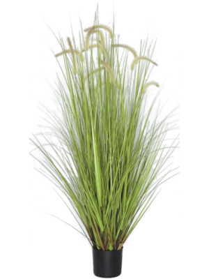 Bush (FR)