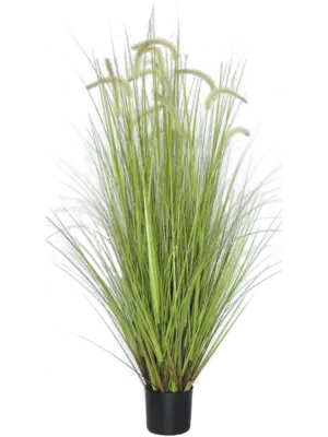 Bush (FR)
