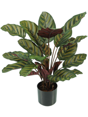 Bush (FR)