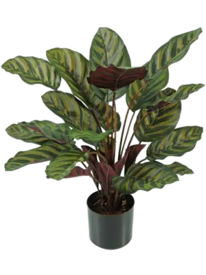 Bush (FR)