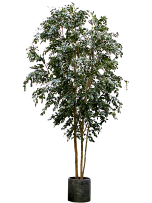 Branched (FR)
