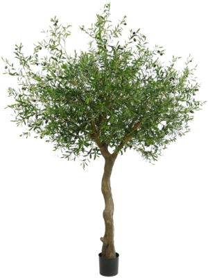 Branched (FR)