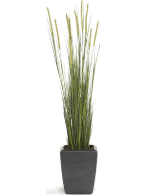 Bush