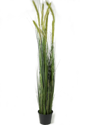 Bush
