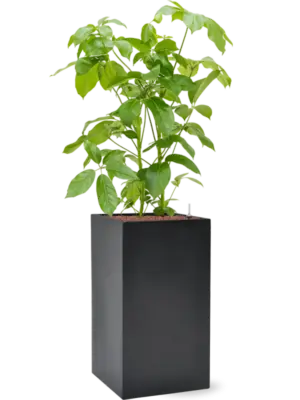 Hydroculture