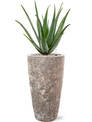 Soil (Vulkastrat)