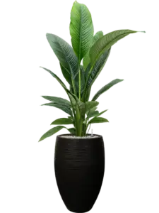 Spathiphyllum
