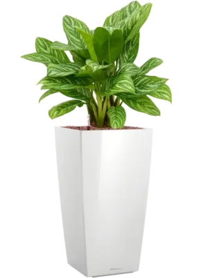 Hydroculture
