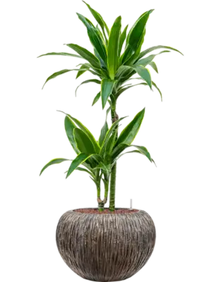 Hydroculture