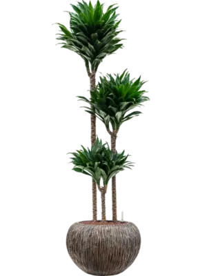 Hydroculture