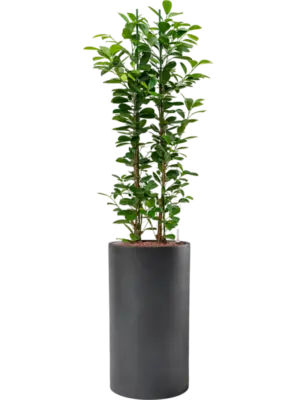 Hydroculture