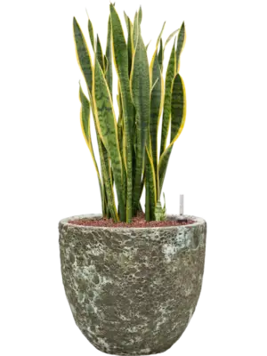 Hydroculture