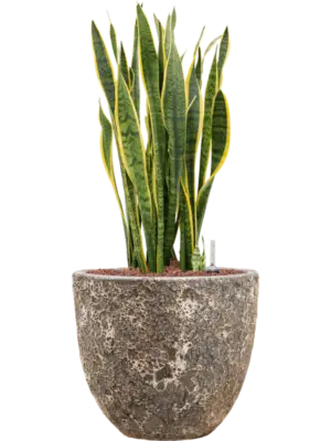 Hydroculture