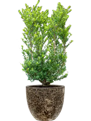 Soil outdoor