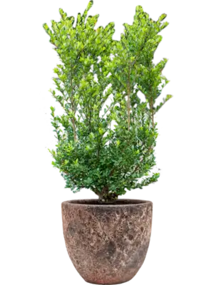 Soil outdoor