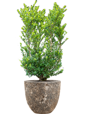 Soil outdoor