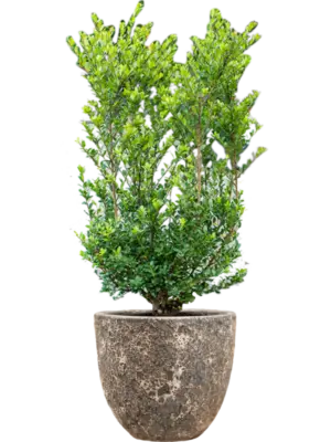 Soil outdoor