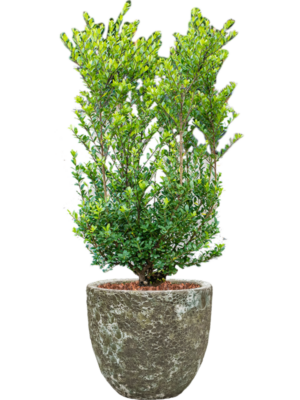 Soil outdoor with Bark