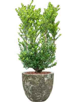 Soil outdoor with Bark