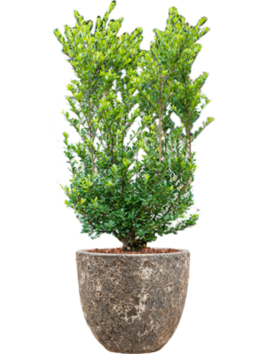 Soil outdoor with Bark