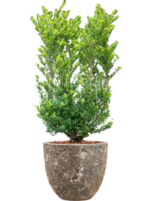 Soil outdoor with Bark