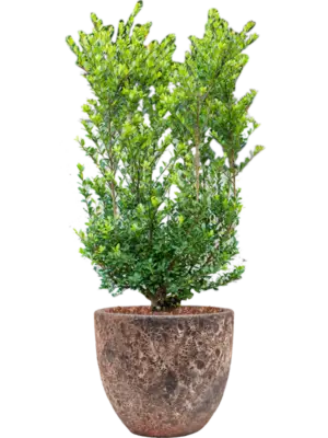Soil outdoor with Bark