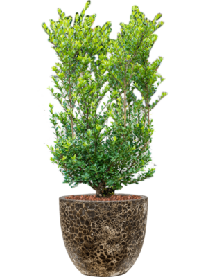 Soil outdoor with Bark