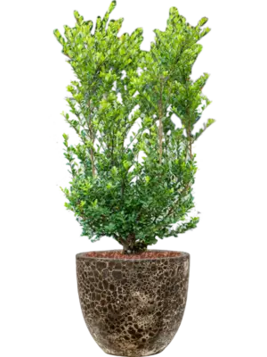 Soil outdoor with Bark