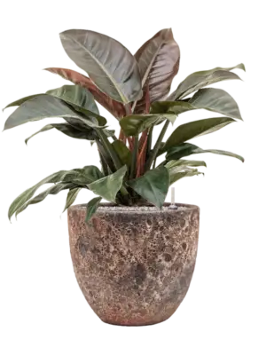 Soil (Vulkastrat)