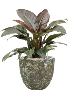 Soil (Vulkastrat)