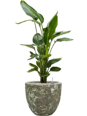 Soil (Vulkastrat)