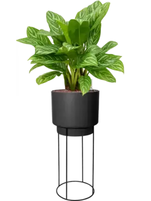 Hydroculture