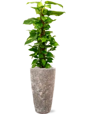 Soil (Vulkastrat)
