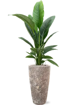 Soil (Vulkastrat)