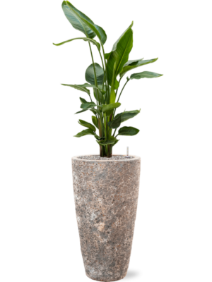Soil (Vulkastrat)