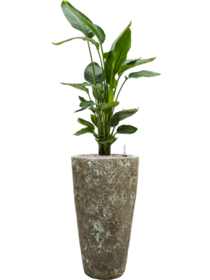Soil (Vulkastrat)
