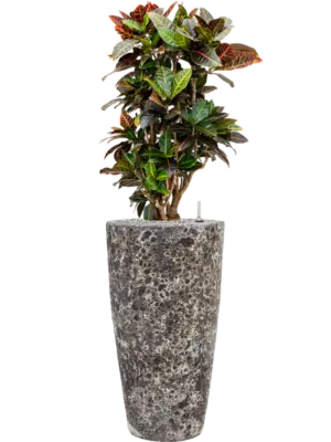 Soil (Vulkastrat)