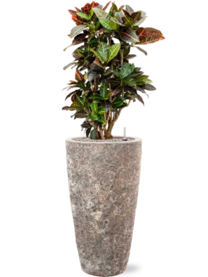 Soil (Vulkastrat)