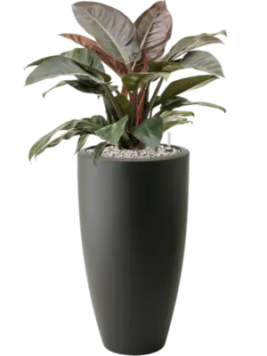 Soil (Vulkastrat)