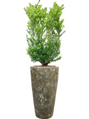 Soil outdoor with Bark