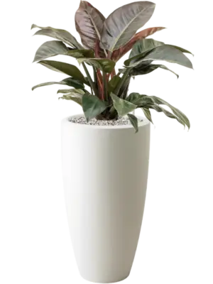 Soil (Vulkastrat)