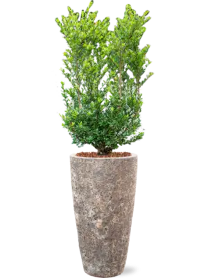 Soil outdoor with Bark